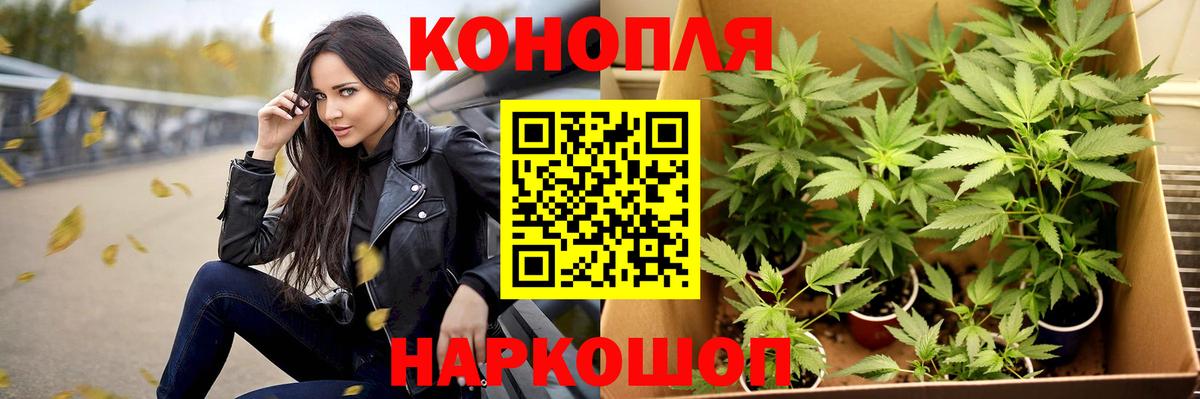 Бошки Шишки планчик Ивантеевка